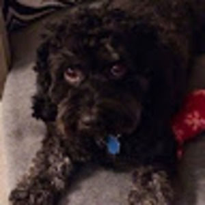 Meet your Posher, Joshua